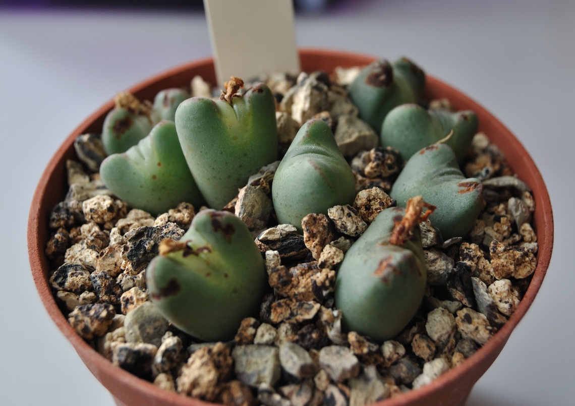 Conophytum biobum (Cactus Aventura).jpg