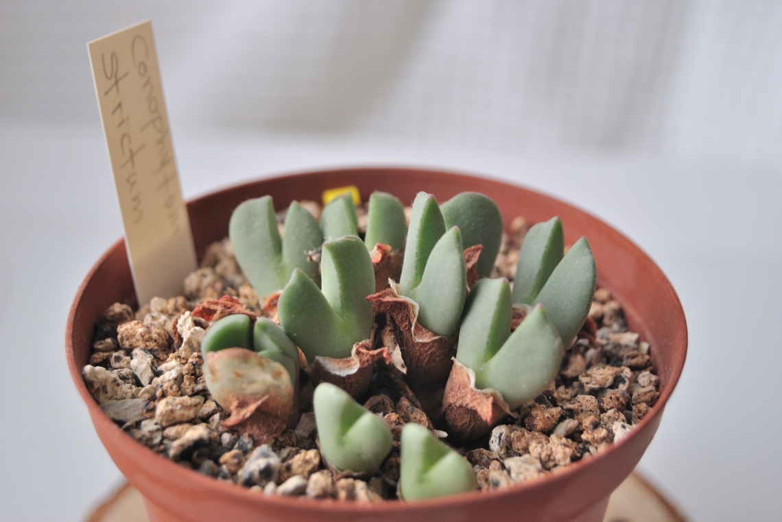 Conophytum strictum (Cactus Aventura) (2)